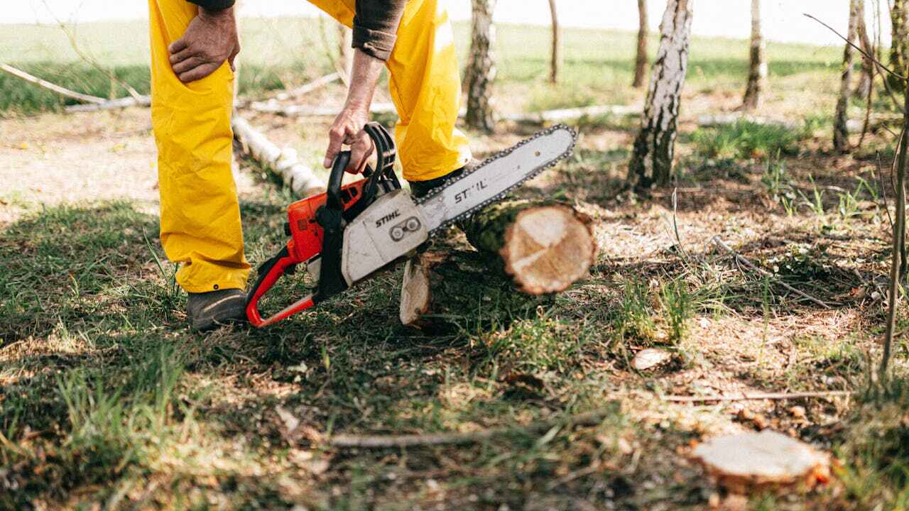 The Steps Involved in Our Tree Care Process in Garden Grove, FL